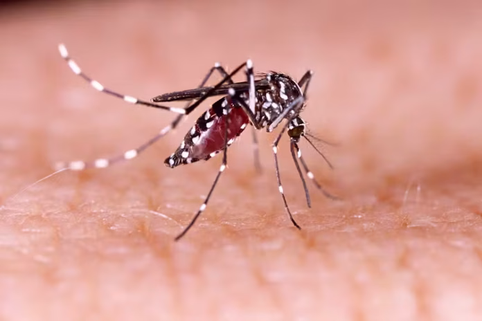 Dengue larvae reported at 1184 sites in ICT; DC for strict SOPs implementation