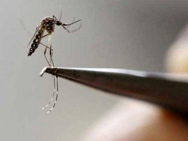 Dengue alert: ICT admin launches major awareness drive
