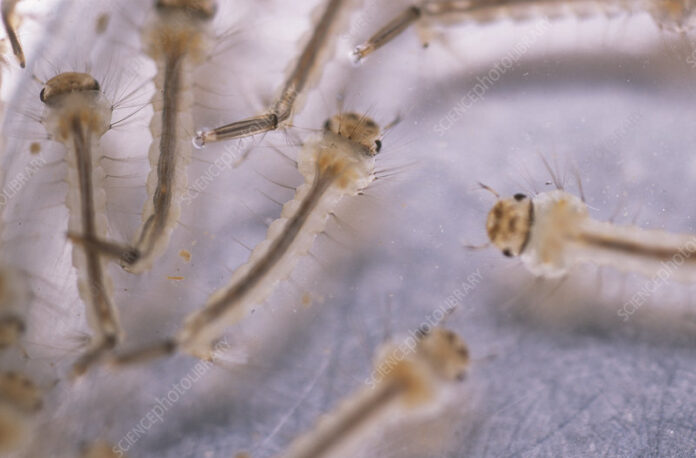 ICT admin cracks down on dengue breeding, 16 arrested
