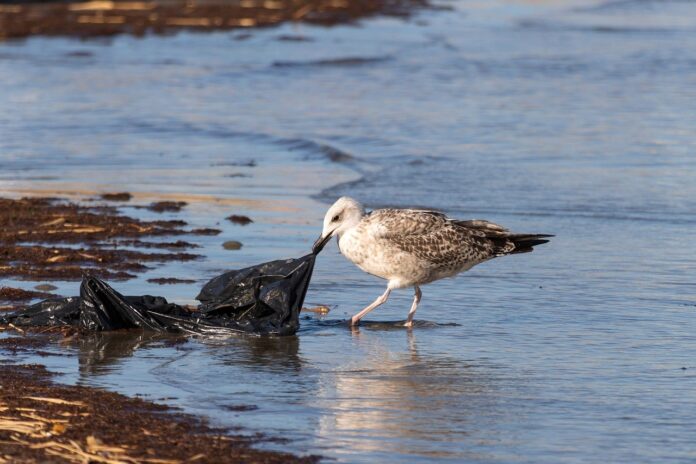 Marine pollution: A growing threat to South Asia ‘s coastal ecosystems, livelihoods