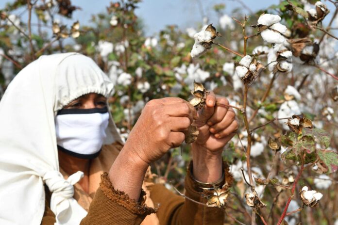 Organic cotton terms essential for environment, local livelihoods