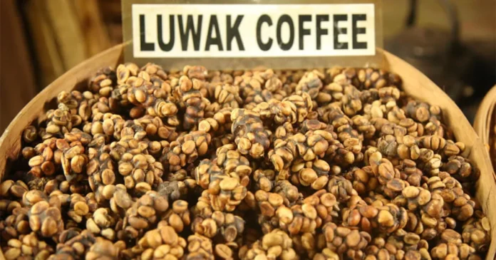 Kopi Luwak: The controversial coffee shaped by civet cats and high price tags