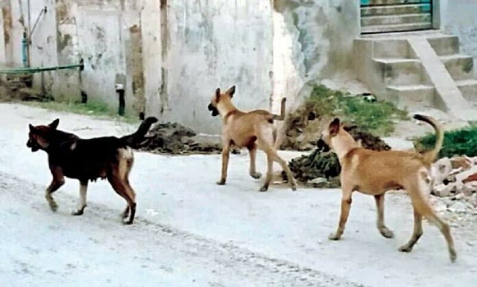 Rising stray dog menace alarms capital’s residents