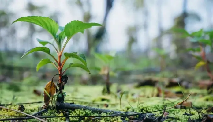 Educational institutes lead tree plantation drive at Margalla Hills