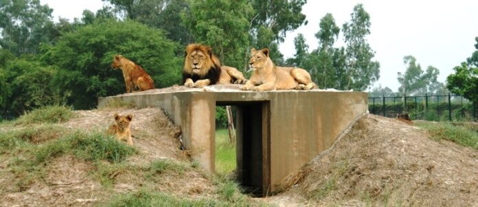 Islamabad to get world-class Safari Park, boosting tourism, recreation