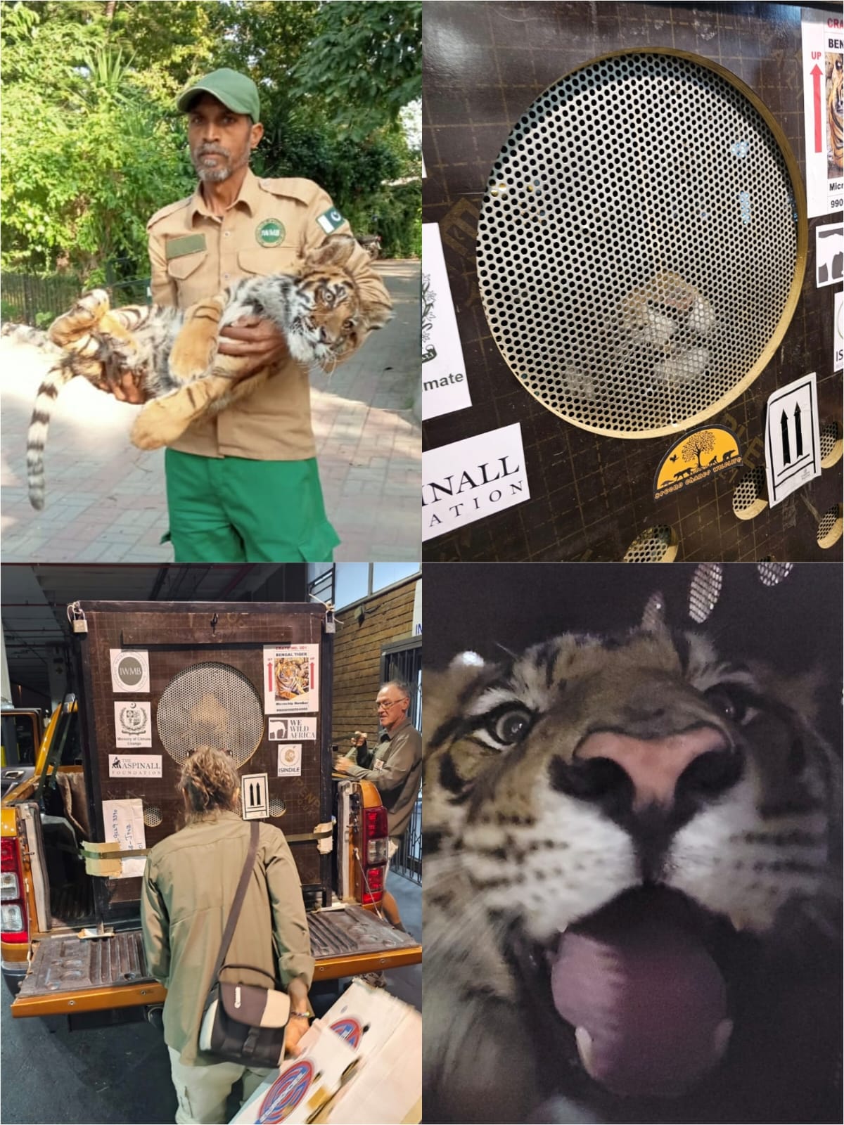 Rehabilitated Bengal Tiger finds new sanctuary at South Africa