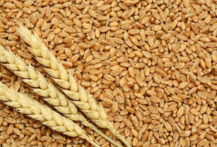 Punjab minister offers supply of surplus wheat to KP